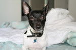 Photo Toy Fox Terrier