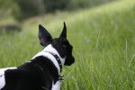 Photo Toy Fox Terrier