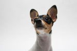 Photo Toy Fox Terrier