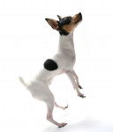 Photo Toy Fox Terrier
