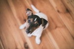 Photo Toy Fox Terrier