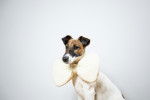Photo Toy Fox Terrier