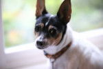Photo Toy Fox Terrier