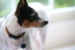 Photo Toy Fox Terrier