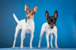 Photo Toy Fox Terrier