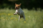Photo Toy Fox Terrier
