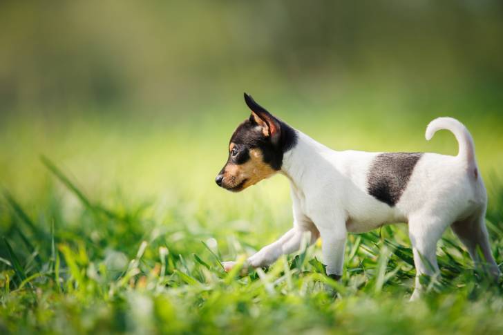 Photo Toy Fox Terrier