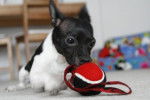Photo Toy Fox Terrier