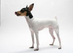 Photo Toy Fox Terrier