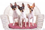 Photo Toy Fox Terrier