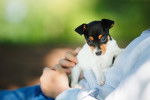 Photo Toy Fox Terrier