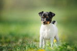 Photo Toy Fox Terrier