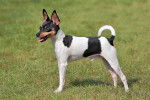 Photo Toy Fox Terrier
