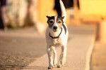Photo Toy Fox Terrier
