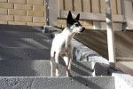 Photo Toy Fox Terrier