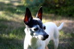 Photo Toy Fox Terrier