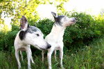 Photo Toy Fox Terrier