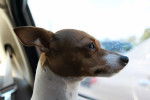 Photo Toy Fox Terrier