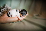 Photo Toy Fox Terrier