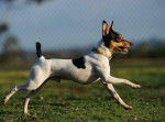 Photo Toy Fox Terrier