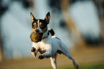 Photo Toy Fox Terrier