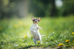 Photo Toy Fox Terrier