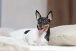 Photo Toy Fox Terrier
