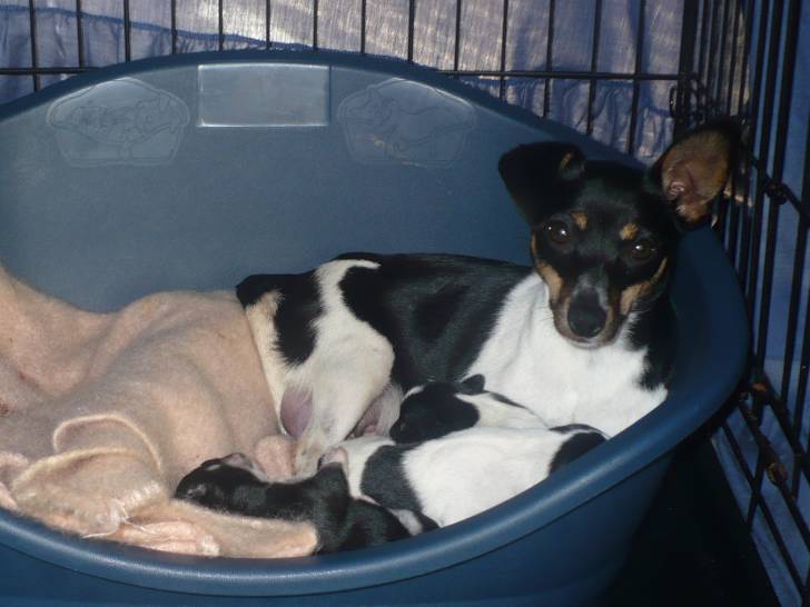 Photo Toy Fox Terrier