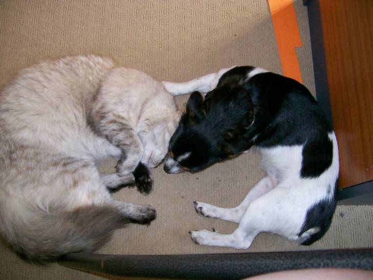 Photo Toy Fox Terrier