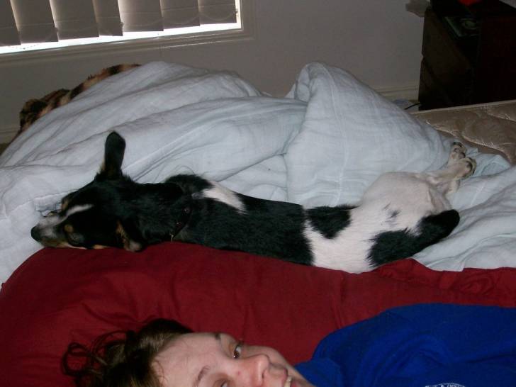 Photo Toy Fox Terrier