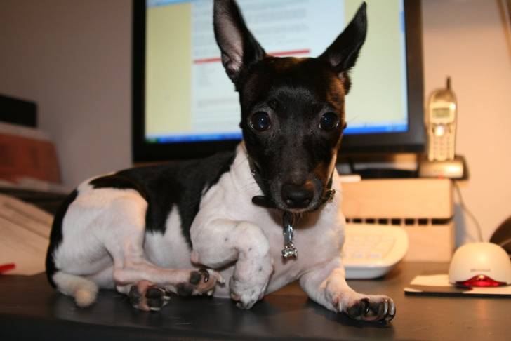Photo Toy Fox Terrier