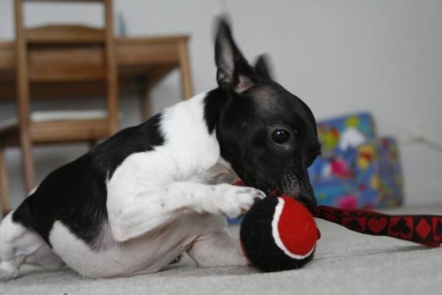Photo Toy Fox Terrier