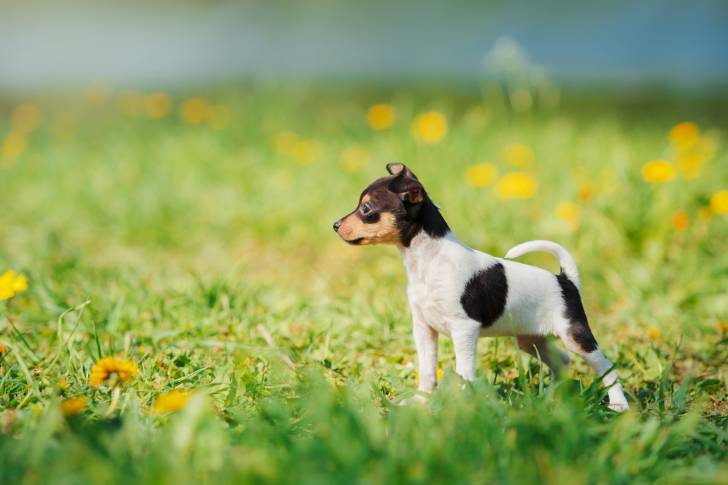Photo Toy Fox Terrier