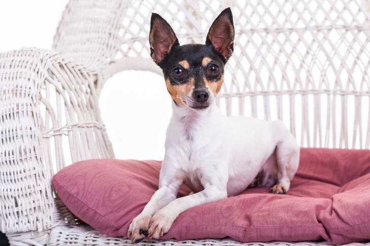 Photo Toy Fox Terrier