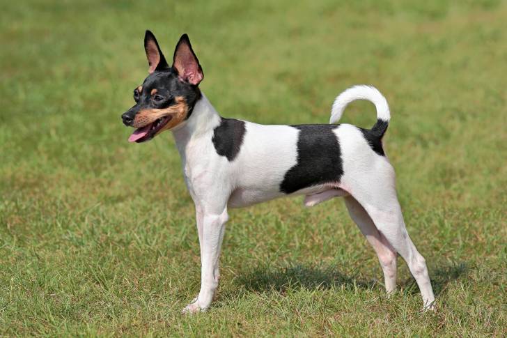 Photo Toy Fox Terrier