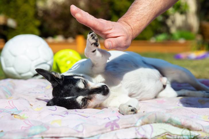 Photo Toy Fox Terrier