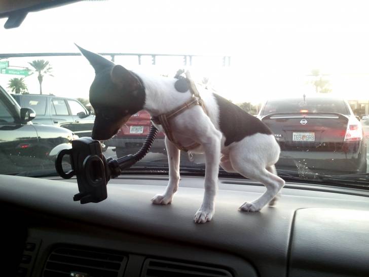 Photo Toy Fox Terrier