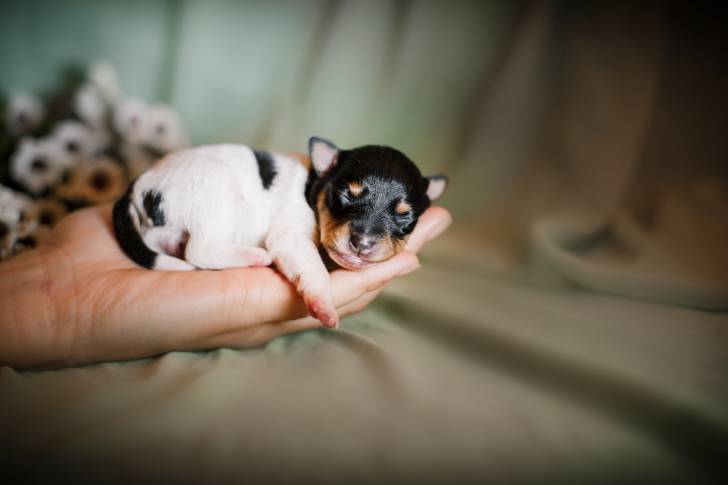 Photo Toy Fox Terrier