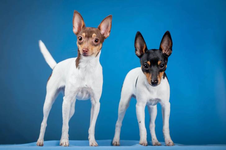Photo Toy Fox Terrier