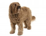 Photo Labradoodle