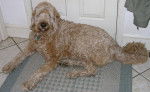 Photo Labradoodle