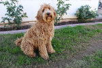 Photo Labradoodle
