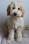 Photo Labradoodle