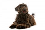 Photo Labradoodle