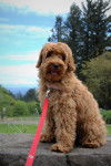 Photo Labradoodle