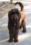 Photo Labradoodle