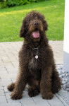 Photo Labradoodle