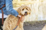 Photo Labradoodle