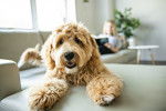 Photo Labradoodle