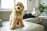 Photo Labradoodle